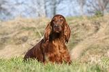 SETTER IRLANDAIS 199